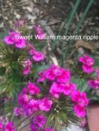 sweet william magenta ripple