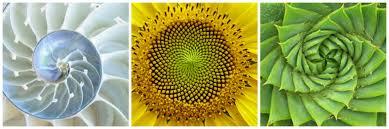 The Fibonacci Sequence