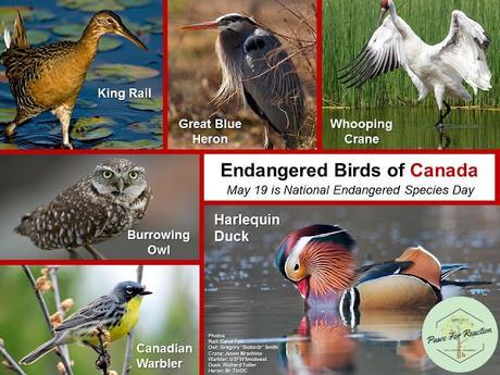 Endangered animals of Canada National Endangered Species Day