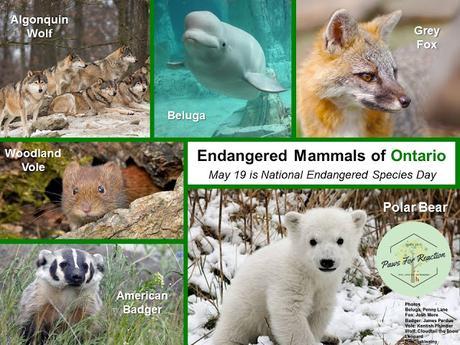 #NationalEndangeredSpeciesDay #May19 #Endangered #Animals of #Canada