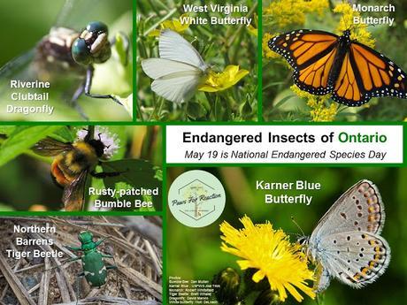 Endangered insects of Ontario