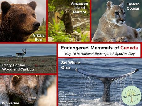 Endangered animals of Canada National Endangered Species Day