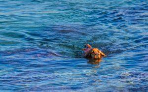 Dog Swimming
