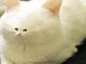 Cats Born With Unusual Birth Defects Markings