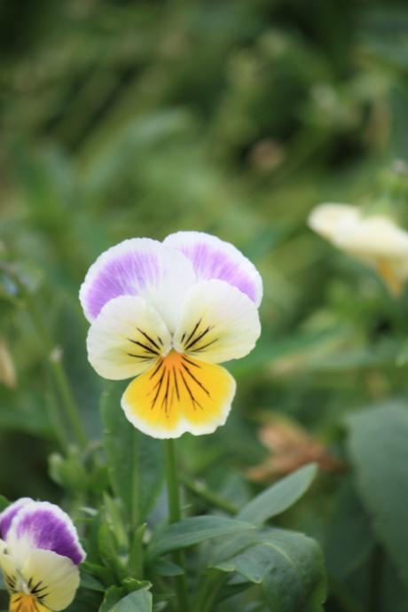 DAILY PHOTO: Flowers of Meghalaya