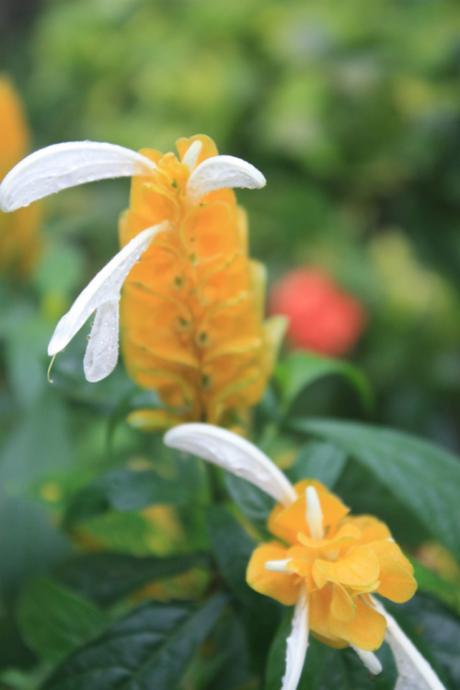 DAILY PHOTO: Flowers of Meghalaya