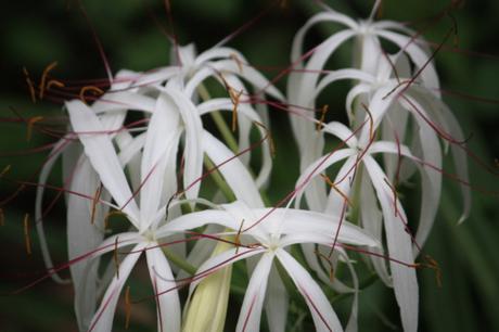 DAILY PHOTO: Flowers of Meghalaya