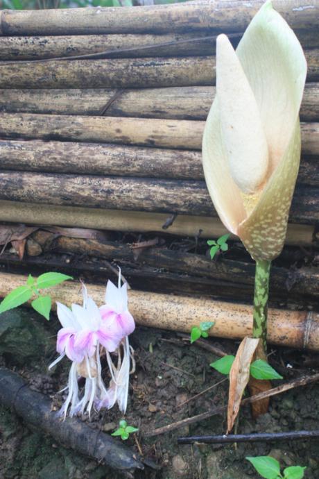 DAILY PHOTO: Flowers of Meghalaya