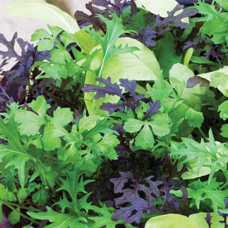 All The Fitness Freak Get Fresh And Organic Salad Seeds For Your Garden