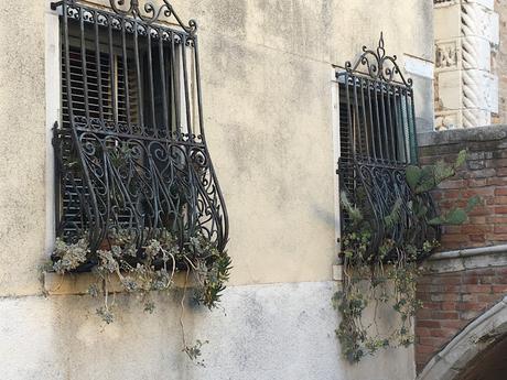 Plant Spotting in Venice