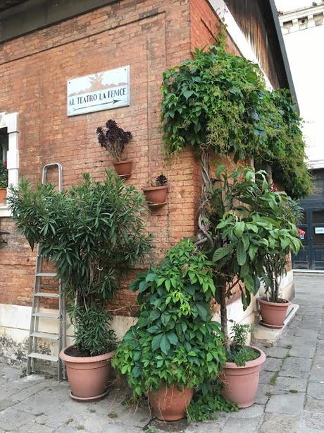 Plant Spotting in Venice