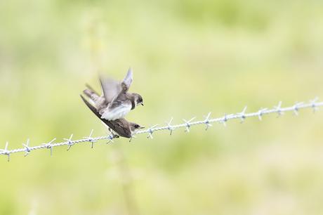 Mating Martins - Sand Martin