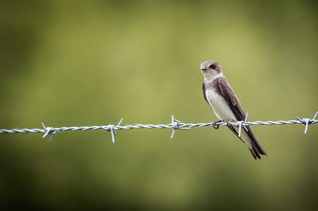 Sand Martin