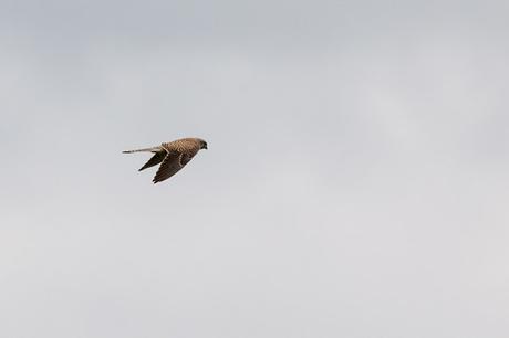 Common Kestrel