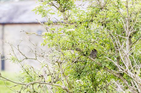 Hidden Little Owl (actually photographed after the first shots and 20 mins in the hide)