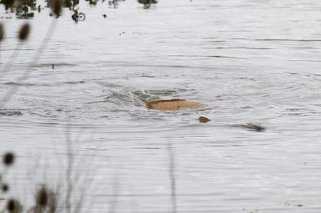 Spawning Carp