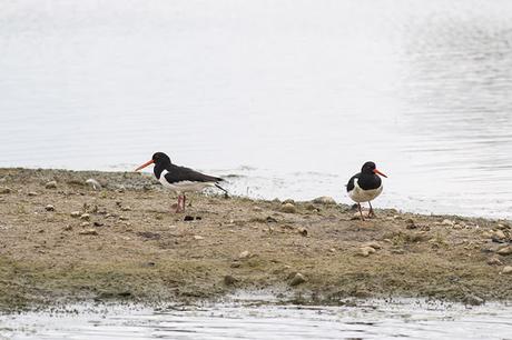 Pair of Oystercatcher at Floodplain Forest Nature Reserve