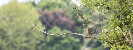 Look East Little Owl