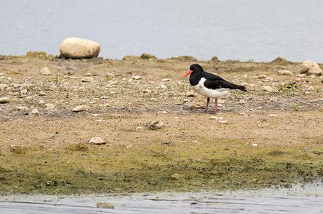 Oystercatcher alone