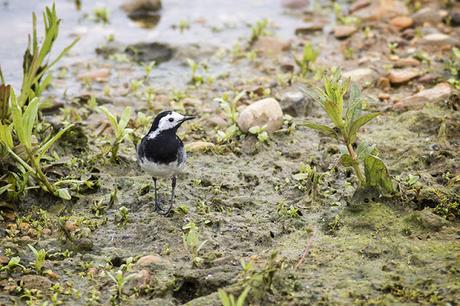 Pied Wagtail