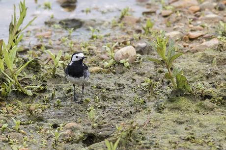 Pied Wagtail