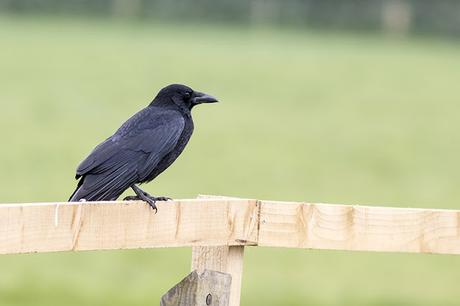 Carrion Crow