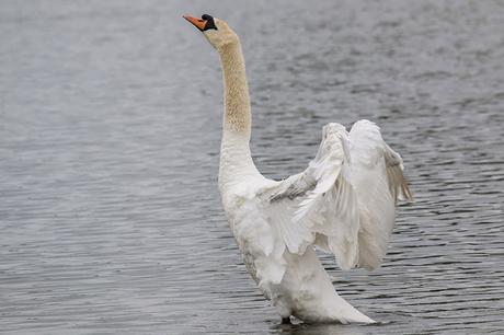 Mute Swan Wing Flapping