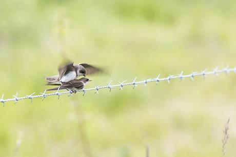 Sand Martin copulating on barbed wire fence