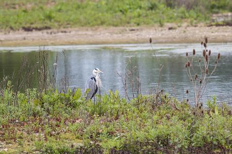 Grey Heron