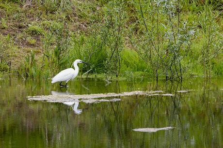 Little Egret