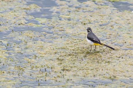 Grey Wagtail