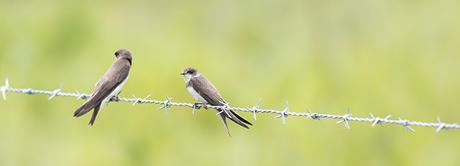 Pair of Sand Martin