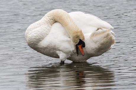 Preening Mute Swan