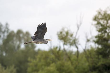 Grey Heron in Flight