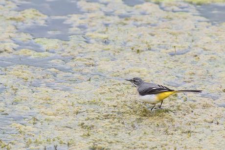 Grey Wagtail about to take off