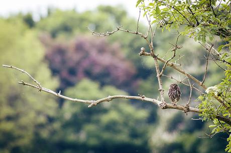 Little Owl in the Open