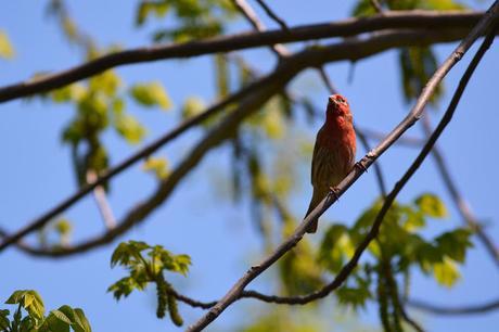 House Finch bird in Pembroke, Ontario Photo by Stacey McIntyre-Gonzalez