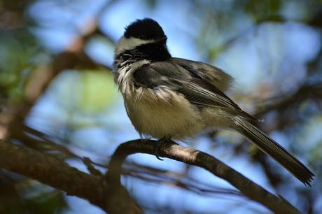 Black-capped Chickadee in Pembroke, Ontario Photo by Stacey McIntyre-Gonzalez