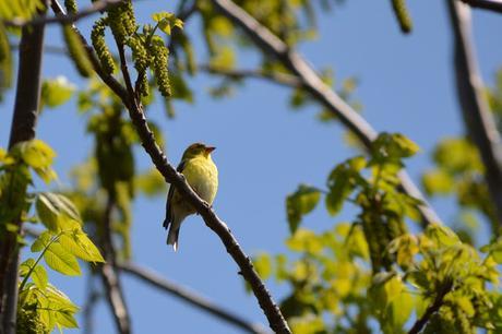 American Goldfinch bird in Pembroke, Ontario Photo by Stacey McIntyre-Gonzalez Copyright©