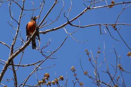 American Robin bird in Pembroke, Ontario Photo by Stacey McIntyre-Gonzalez
