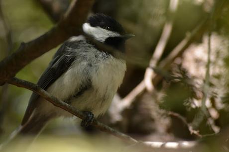 Black-capped Chickadee in Pembroke, Ontario Photo by Stacey McIntyre-Gonzalez