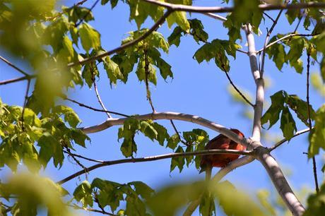 Northern Cardinal bird in Pembroke, Ontario Photo by Stacey McIntyre-Gonzalez