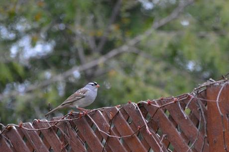 White-crowned Sparrow bird in Pembroke, Ontario Photo by Stacey McIntyre-Gonzalez Copyright©