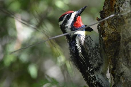 Red-naped Sapsucker bird in Pembroke, Ontario Photo by Stacey McIntyre-Gonzalez Copyright©