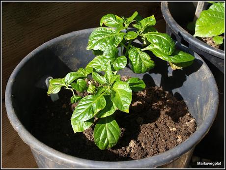 First chilli sets fruit