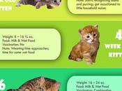 [Infographic] Kitten Growth Chart Age, Weight Food