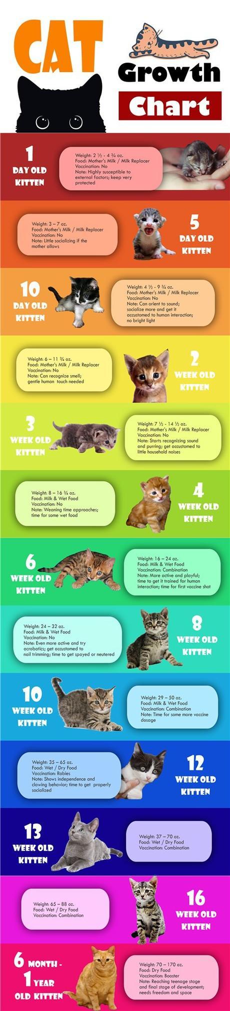[Infographic] Kitten Cat Growth Chart by Age, Weight and Food