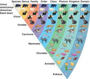 Is there evolution between kinds?