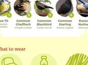 Beginners Guide Birdwatching