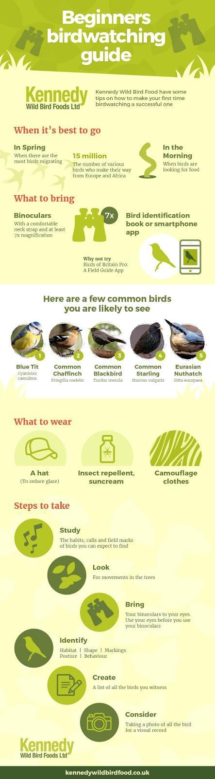 A beginners guide to birdwatching